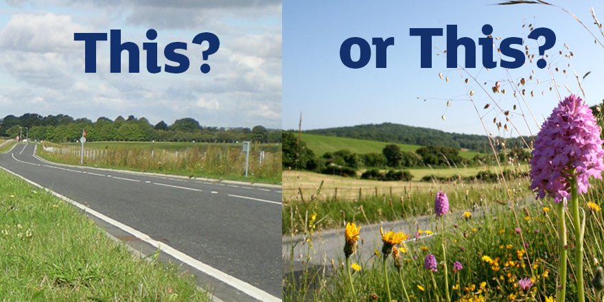 It’s simple: Letting flowers grow on road verges saves councils money, boosts biodiversity and provides interest &amp; pleasure! 

If YOU see this UK campaign, PLEASE:
1. Sign, if YOU haven’t already
2. RT so that others can sign too
plantlife.love-wildflowers.org.uk/roadvergecampa…
Goal 125,000 - 760 to go!