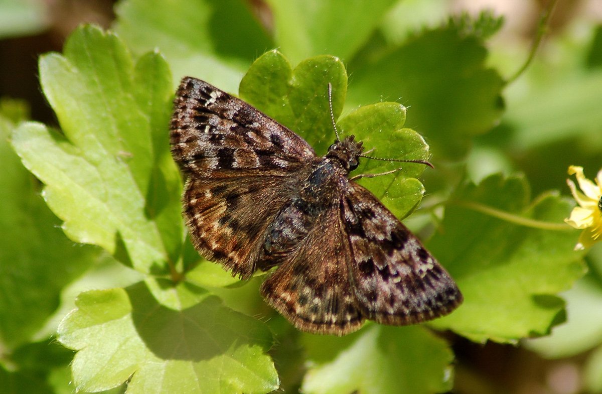 The moment #teambutterfly has been waiting for is about to happen folks and you could be a part of it!  We will be doing our first reintroduction of Mottled Duskywing to a formally occupied location this year (<a href="/PineryProvPark/">PineryPP</a>). An amazing opportunity for a summer job!