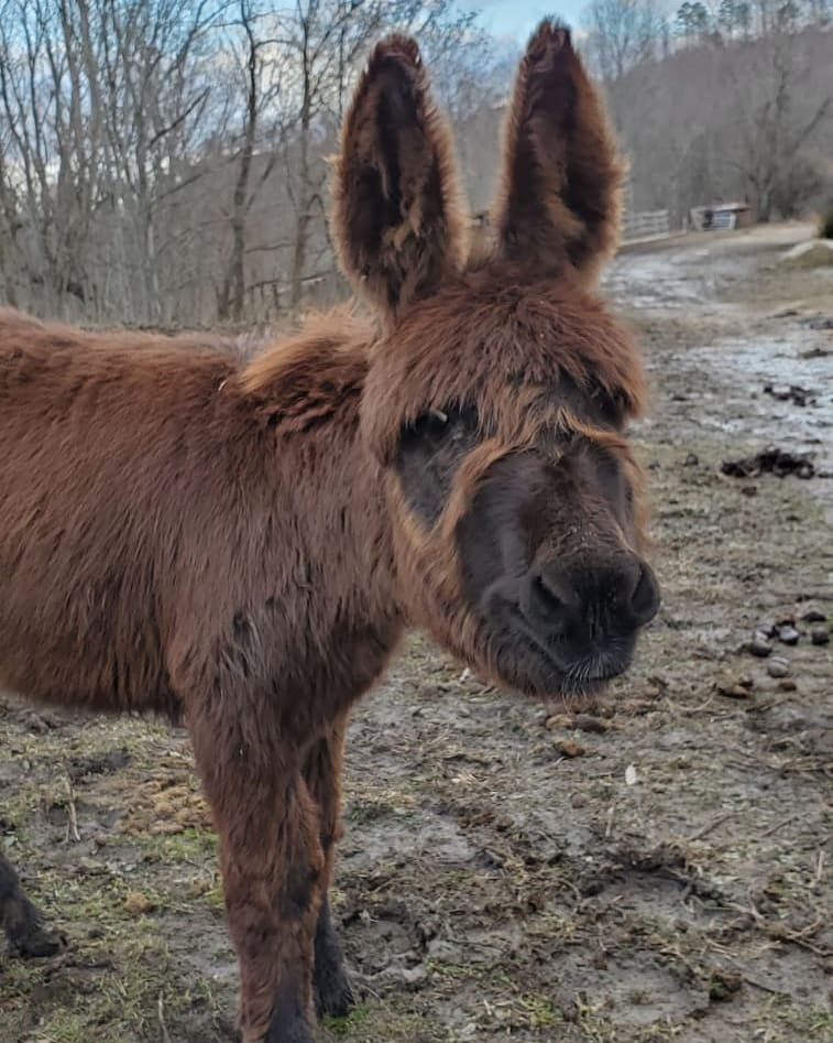 ErikaDelSordo's tweet image. #ThrowBackThursday to Christmas 2020 &amp;amp; my two favorite asses!! ❤❤
Mama donkey with her baby donkey. 🥰

#donkey #christmas2020 #tbt #coldweather #donkeysofinstagram #TodaysTalkwithErika #podcast #voiceoverartist #applepodcasts #googlepodcasts #erikadelsordoproductions #beheard