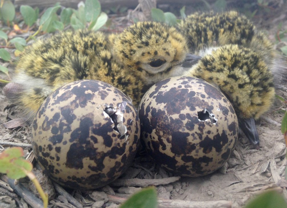 The Shorebird Collective tweet media