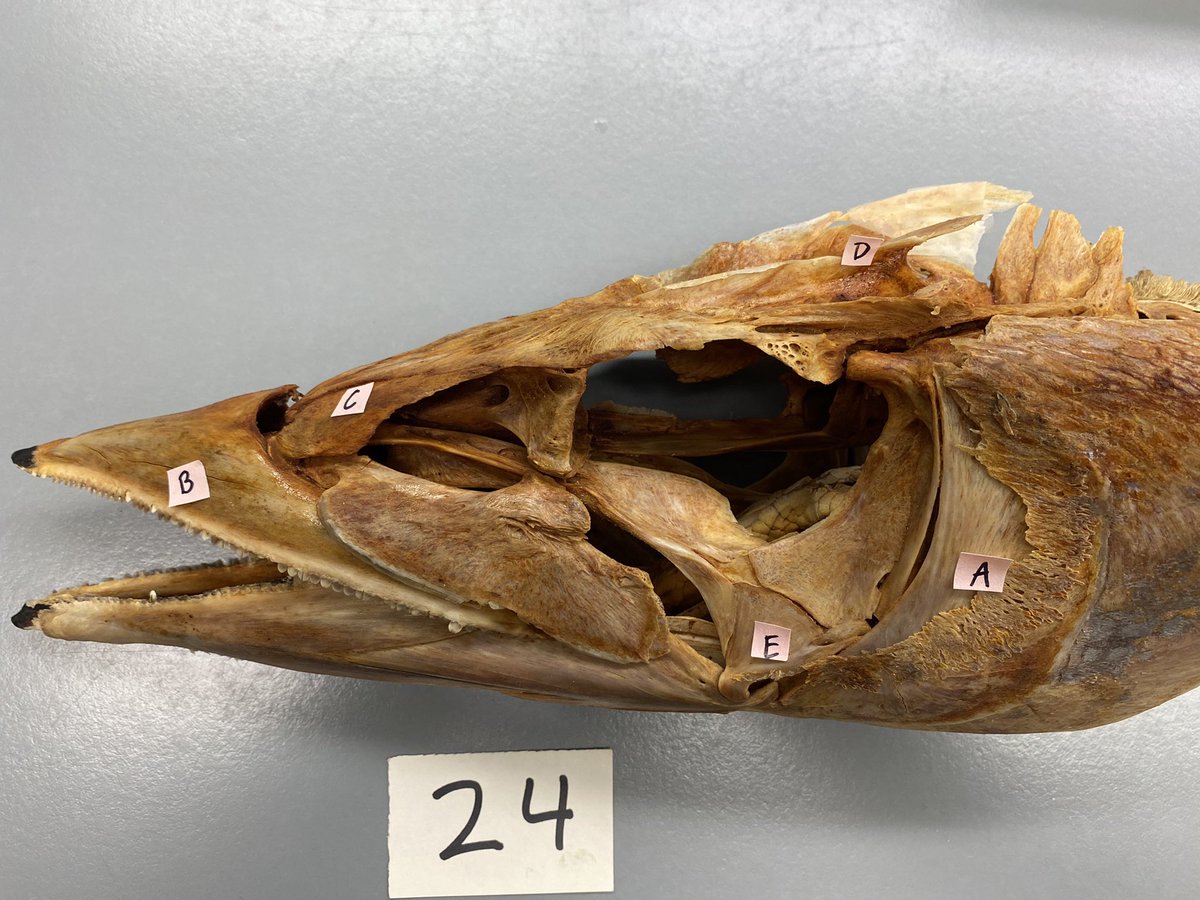 mwestneat's tweet image. I know this one is too easy for all you #TeamFish anatomists out there. But what is bone E homologous to in mammals? I bet my #CompAnat students will ace this one as well! #LabPractical