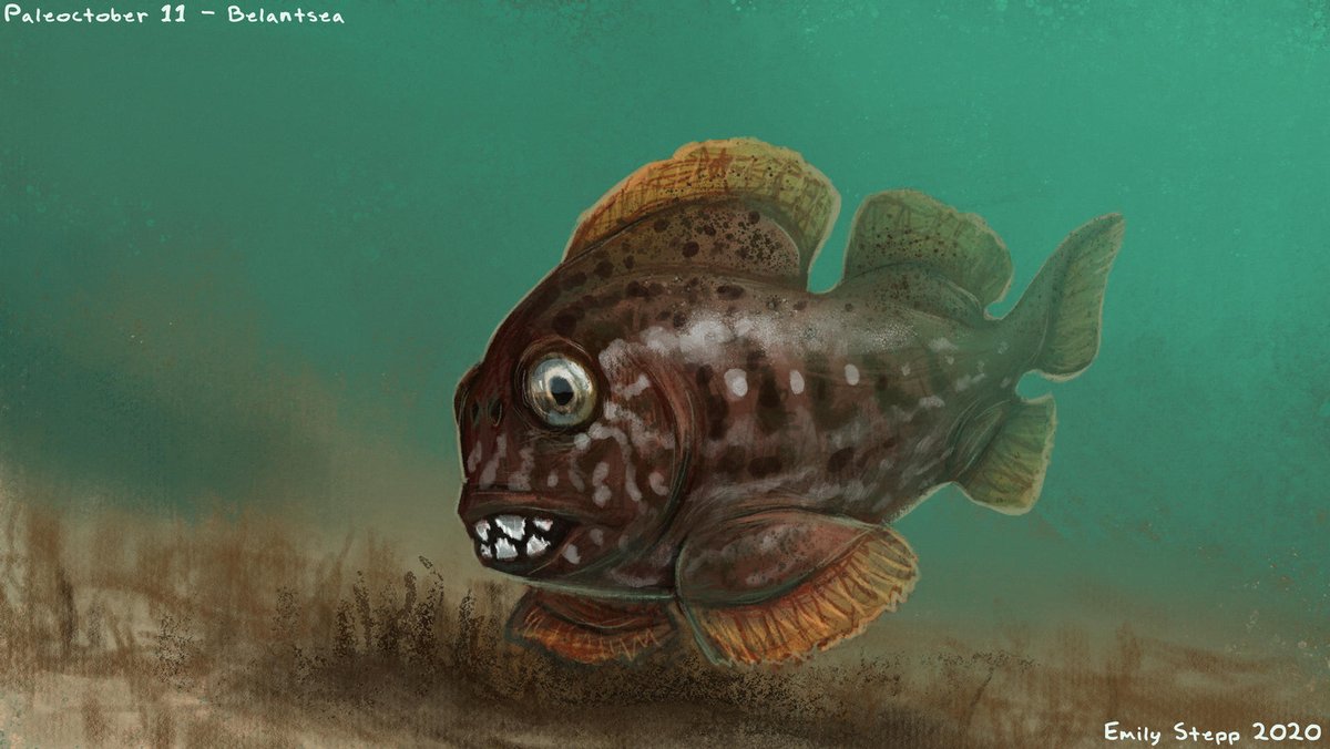 Emily_Art's tweet photo. Throwback to some of my previous extinct fish illustrations for what is probably my last post on Fossil Fish Week so I can catch up on commissions. #FossilFish #FossilFishWeek #FossilFishFebruary https://t.co/pJU7w72nUU
