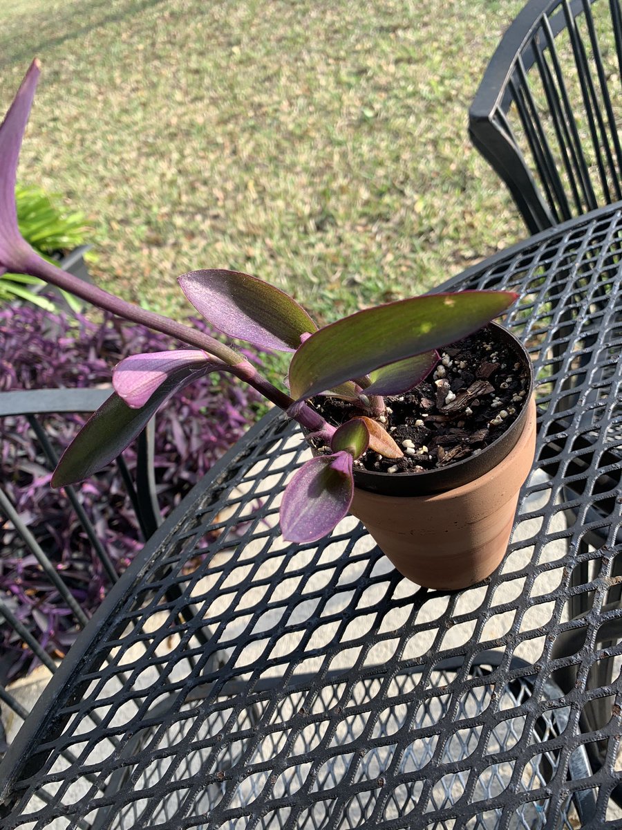 planterriah's tweet image. okay but look how much my Purple Hearts grew already??? ahhh there’s no greater feeling than this💙💚💛🧡❤️💜💗💓💞💕💝💘💖 #purplehearts #plantmom #plantsoftwitter