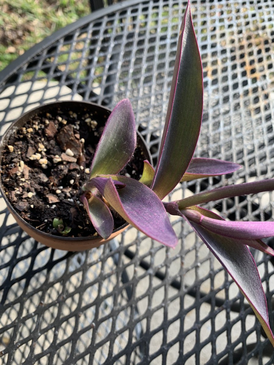 planterriah's tweet image. okay but look how much my Purple Hearts grew already??? ahhh there’s no greater feeling than this💙💚💛🧡❤️💜💗💓💞💕💝💘💖 #purplehearts #plantmom #plantsoftwitter