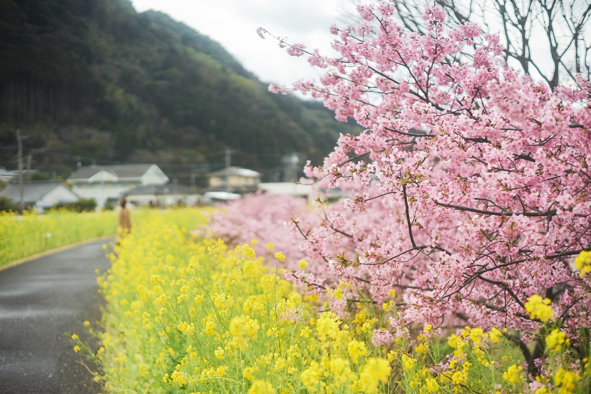 菜の花と河津桜のコラボが美しかった　#オールドレンズ