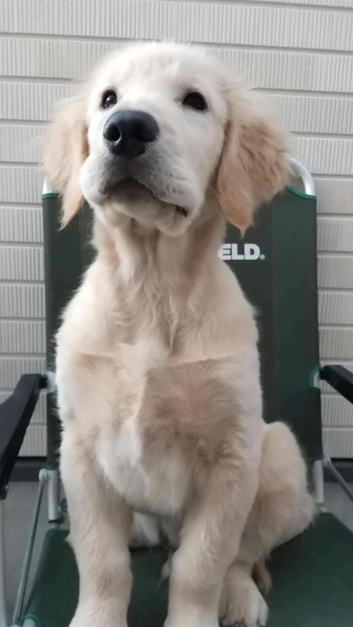 ゴールデンレトリバー ベン そしてさらに1ヶ月後 ゴールデンレトリバー 犬 子犬 成長過程 T Co B6wdfv6lle Twitter