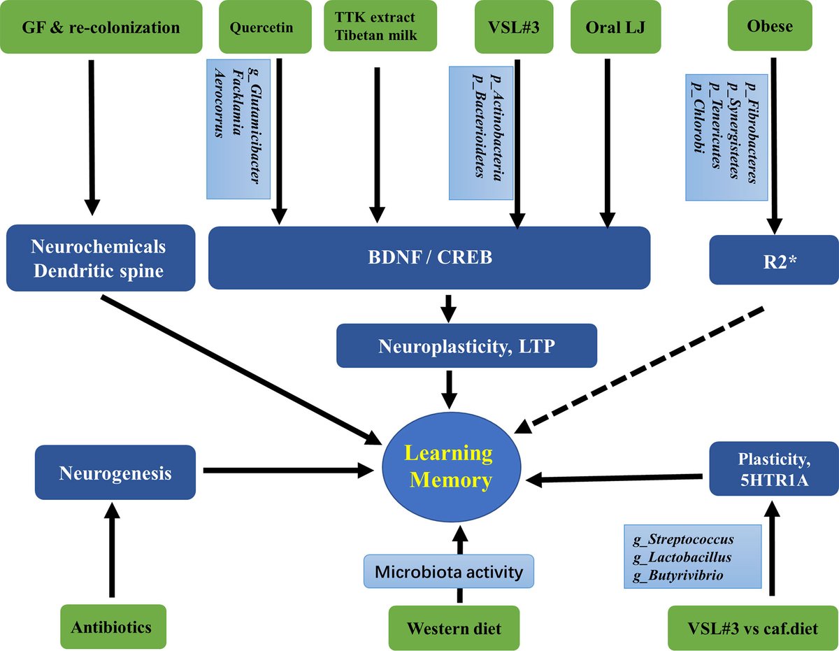 Numerous studies have revealed that the gut microbiota may affect learning and memory. Here scientists update the roles of gut microbiota in the regulation of hippocampal plasticity, inflammation and hippocampus-dependent behaviors ow.ly/RMwp30rxeuz