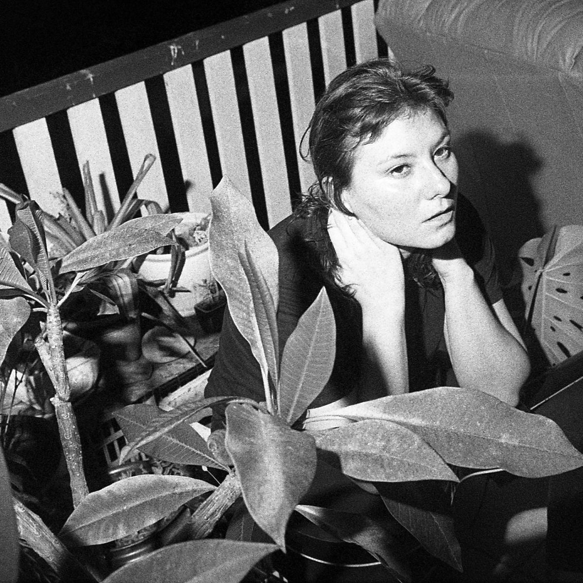 Sunset Pig tweet media