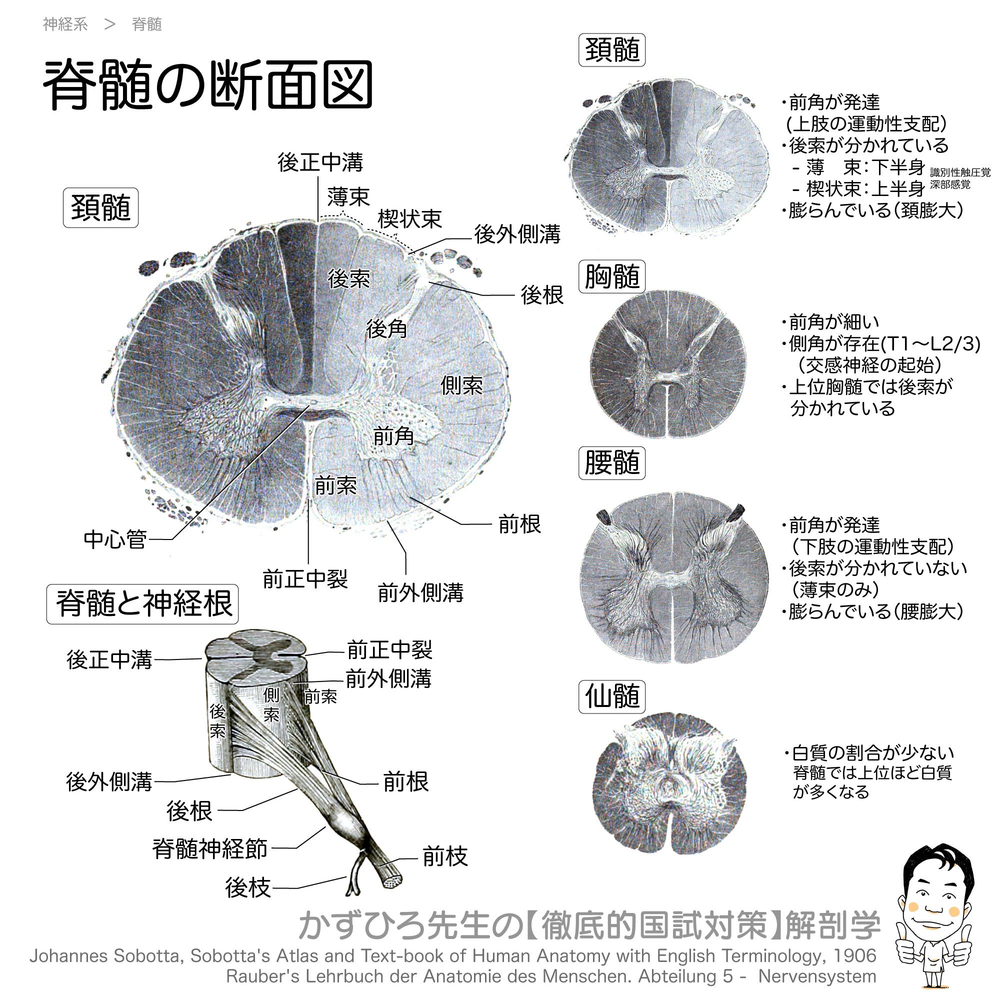 かずひろ先生 なるほど解剖学 On Twitter 脊髄の断面図 頚髄 前角 が発達 後索 が分かれている 薄束 楔状束 胸髄 側角 でている 腰髄 前角が発達 後索 が分かれていない 薄束 のみ 仙髄 白質 の割合が少ない アナトミーブートキャンプ