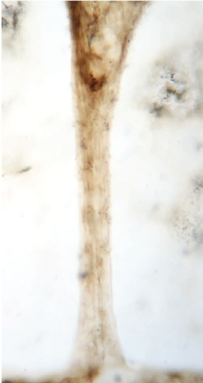 Microfossils are fossils left by organisms when mineral enriched water seeps into the sediment where microbes are deposited, encasing them in the rock. They show the outline of both individual microbes, as well as the larger scale structures that these microbes form.