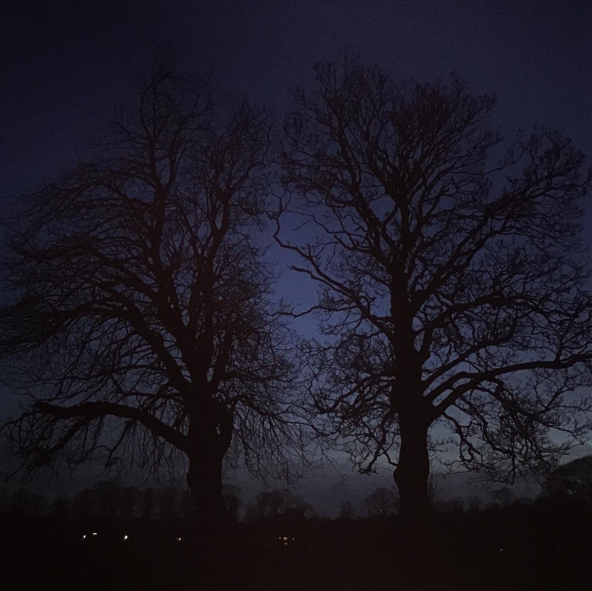 nspugh's tweet photo. a clear early evening inky blue sky, small moon, Orion, fresh not cold wind & open space, the intricate ink silhouettes of trees, I needed. #treesclosetome https://t.co/eVn64NBuYR
