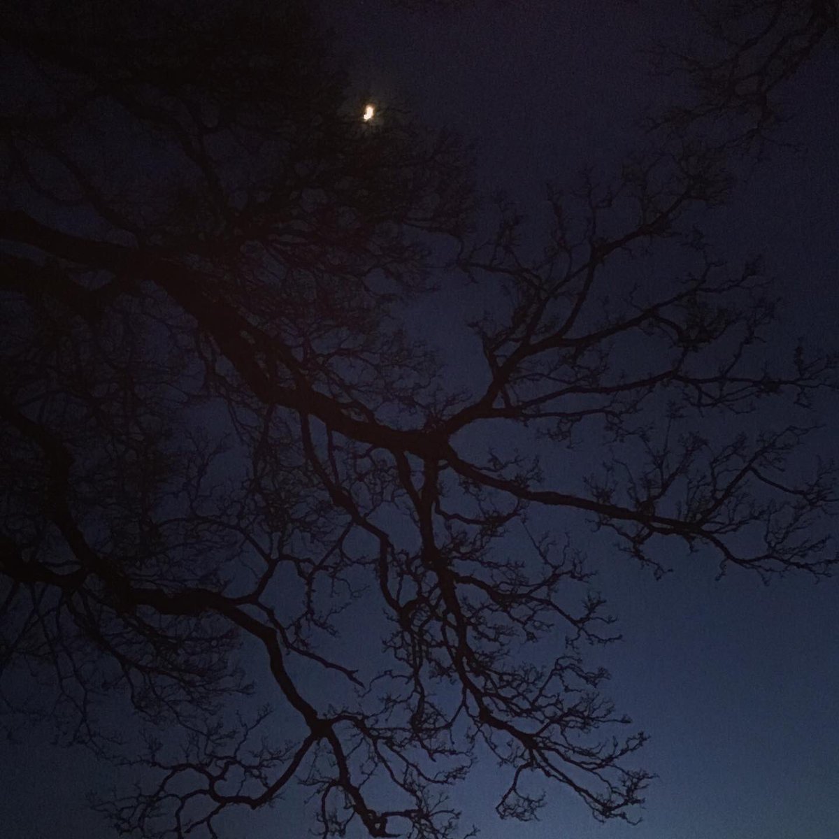 nspugh's tweet photo. a clear early evening inky blue sky, small moon, Orion, fresh not cold wind & open space, the intricate ink silhouettes of trees, I needed. #treesclosetome https://t.co/eVn64NBuYR