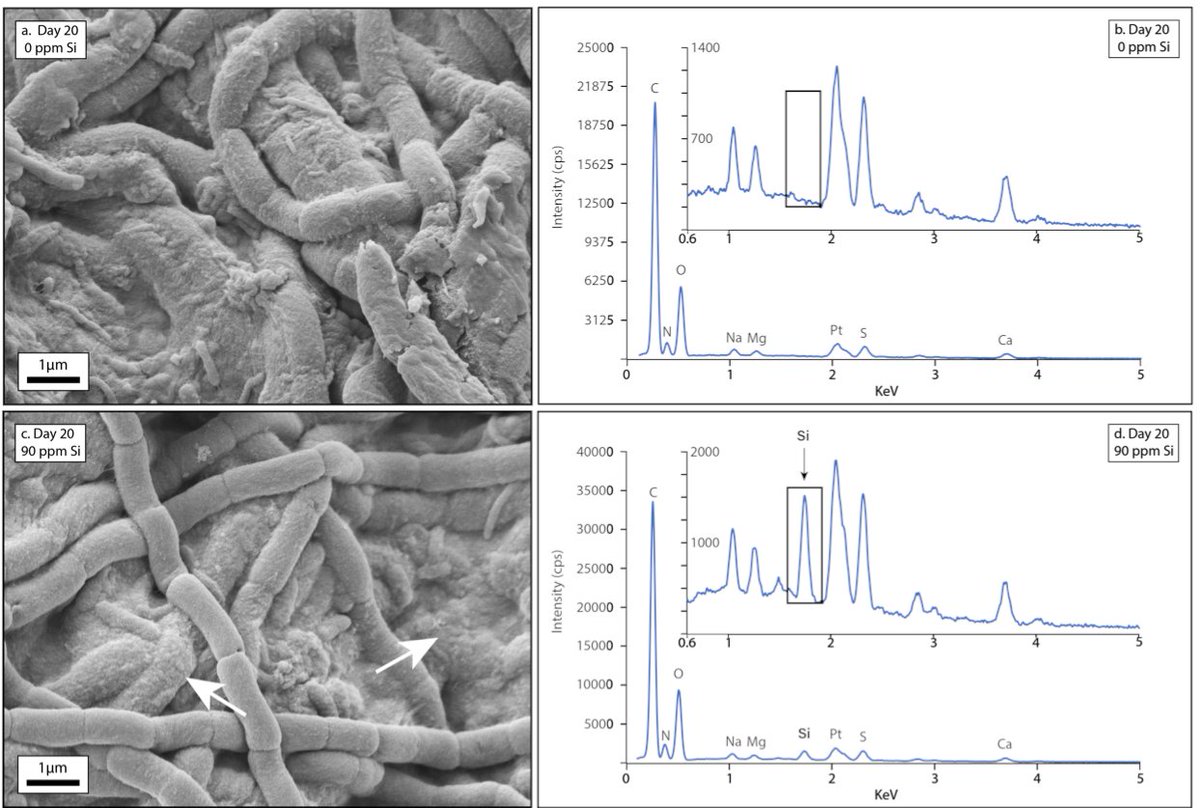 However, my undergraduate thesis (and first by my undergraduate thesis advisor, Dr. Kelsey Moore of the JPL abcLab) showed that cyanobacteria could mediate their own preservation BELOW saturation levels in shallow tidal environments. Why does this matter?