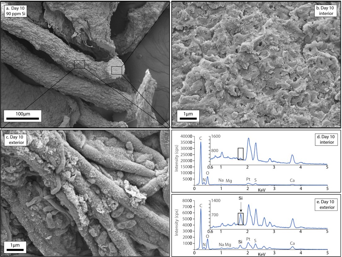 However, my undergraduate thesis (and first by my undergraduate thesis advisor, Dr. Kelsey Moore of the JPL abcLab) showed that cyanobacteria could mediate their own preservation BELOW saturation levels in shallow tidal environments. Why does this matter?