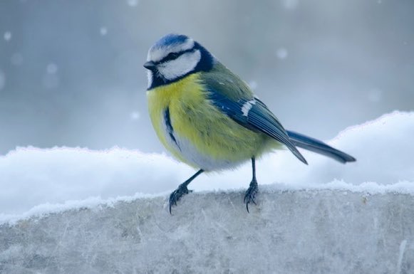 It's a good time of year to put up a nest box in your garden - and with the loss of natural nesting sites, this can really help birds. Within 10 years, one nest box can shelter 100 baby blue tits. See bit.ly/38GIED3 (Photo: Regine Tholen/Unsplash) #NationalNestBoxWeek