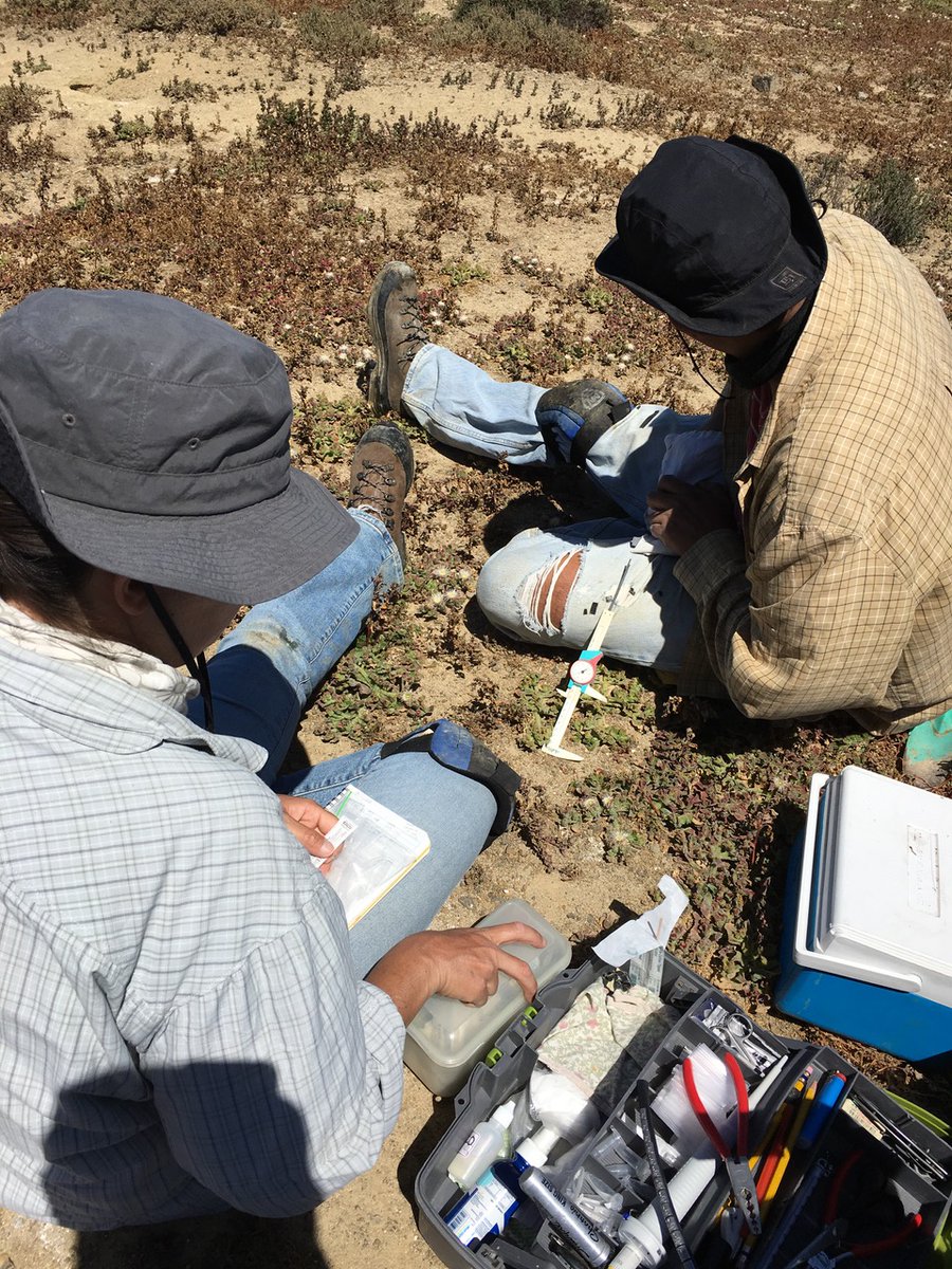 PacificSeabirds's tweet photo. Don’t miss "Scenes from the Field" during the #PSG2021 meeting! It’s only a few days away! Join CICESE to learn more about the field efforts in Natividad Island to help the black-vented shearwater in Baja California, Mexico. #FieldScenes #ApartTogether https://t.co/wEhwsouEW6