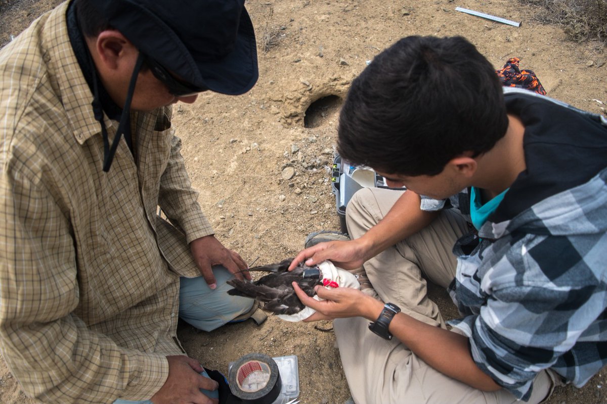 PacificSeabirds's tweet photo. Don’t miss "Scenes from the Field" during the #PSG2021 meeting! It’s only a few days away! Join CICESE to learn more about the field efforts in Natividad Island to help the black-vented shearwater in Baja California, Mexico. #FieldScenes #ApartTogether https://t.co/wEhwsouEW6