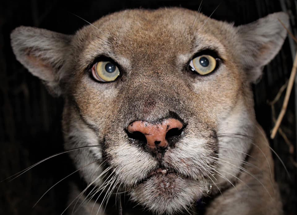 CBSLosAngeles's tweet photo. P-22 UPDATE: The mountain lion famous for being photographed with the Hollywood sign is now more than 11 years old, 123 pounds and in good condition. https://t.co/FQl8X4xUMn https://t.co/k0gCvjJDGS