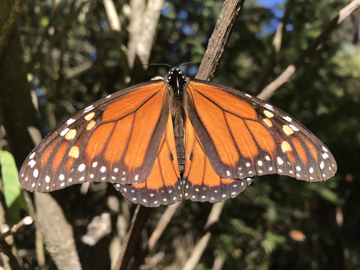 Courtney Quinn (@path2wine) on Twitter photo Thank you <a href="/ben_j_adventure/">Benjamin Jordan</a> and <a href="/CollinaMonarca/">The Milkweed Patch</a> for the RTs of our upcoming Monarch #butterfly virtual event! Thank you <a href="/ben_j_adventure/">Benjamin Jordan</a> and <a href="/CollinaMonarca/">The Milkweed Patch</a> for the RTs of our upcoming Monarch #butterfly virtual event!