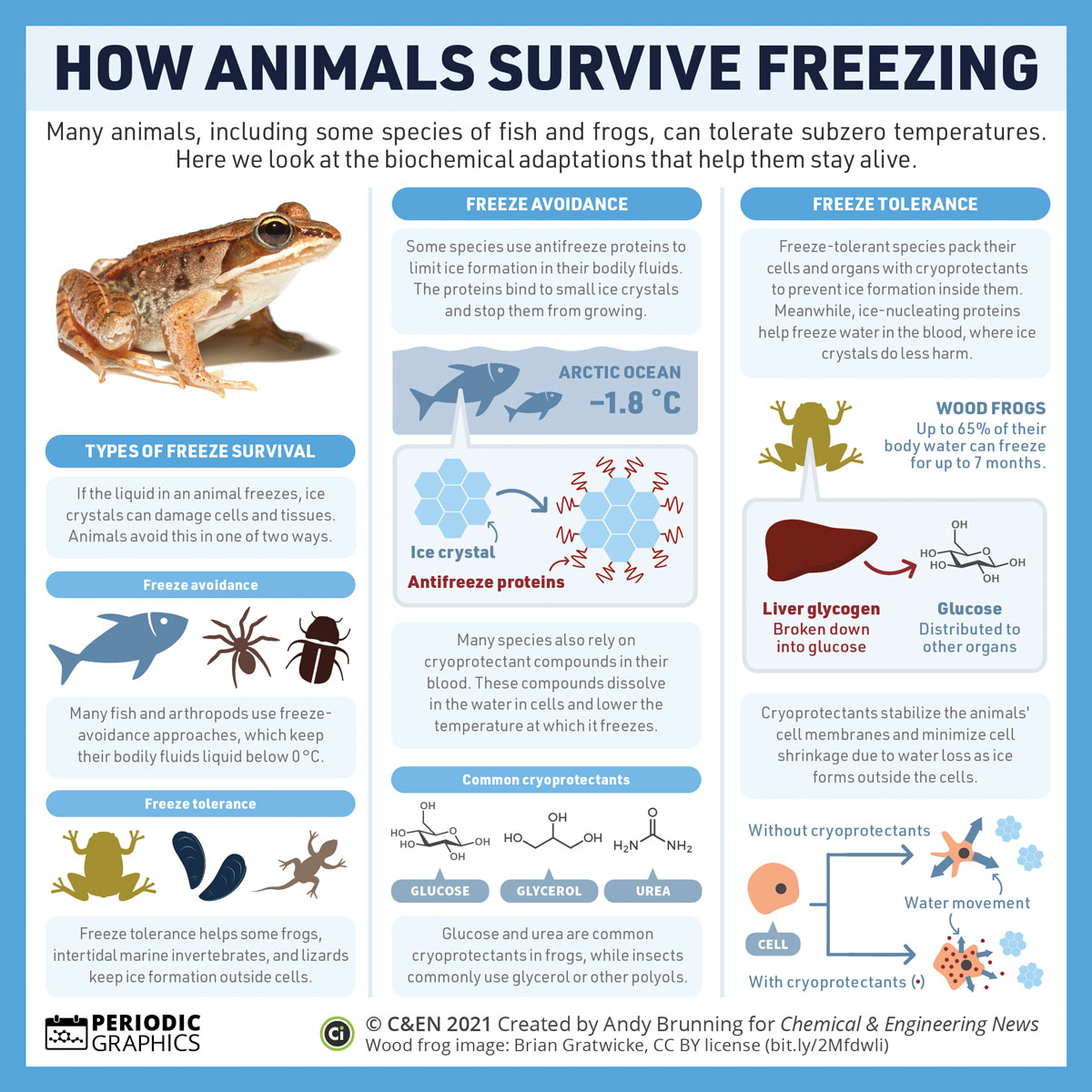 Ever wonder how some critters adapt to subzero temperatures? Find out in this <a href="/cenmag/">C&EN (Chemical & Engineering News)</a> infographic by <a href="/compoundchem/">Compound Interest | Chemistry infographics</a>! fal.cn/3duyq #Chemistry #Science #Winter #Infographic