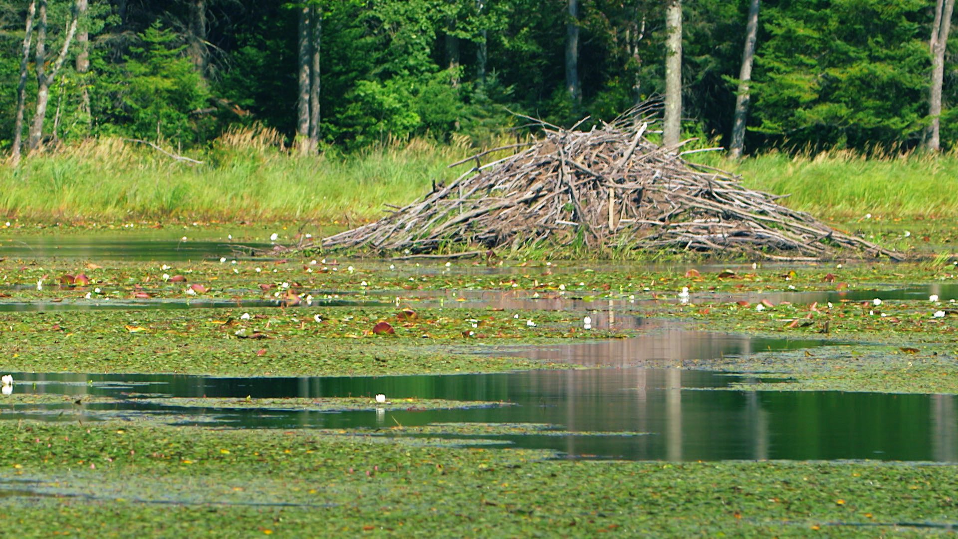 世界遺産 カナダのウッドバッファロー国立公園 こちらのビーバーはポプラの木を齧り倒して運び 水辺にダムや巣 を作ります なんと世界最大のビーバーダムもここにあります どれだけ大きいのか 2月21日 日 午後6時の放送で紹介します 世界遺産