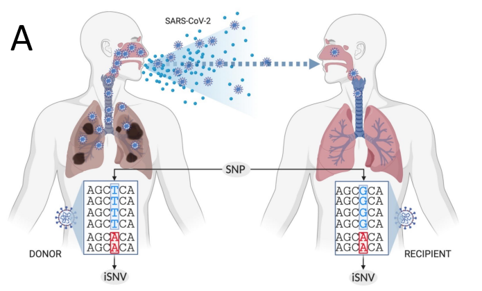 Todd J Treangen (@traingene) on Twitter photo Power restored just in time to share our new paper now out in <a href="/genomeresearch/">Genome Research</a> titled "Hidden genomic diversity of SARS-CoV-2" led by my 2nd year Ph.D. student <a href="/SapovalNicolae/">Nicolae Sapoval</a> in close collab with <a href="/sedlazeck/">Fritz Sedlazeck</a> @MedhatHelmy7 <a href="/mason_lab/">Chris Mason</a> @dposada_ & many others! genome.cshlp.org/content/early/… Power restored just in time to share our new paper now out in <a href="/genomeresearch/">Genome Research</a> titled "Hidden genomic diversity of SARS-CoV-2" led by my 2nd year Ph.D. student <a href="/SapovalNicolae/">Nicolae Sapoval</a> in close collab with <a href="/sedlazeck/">Fritz Sedlazeck</a> @MedhatHelmy7 <a href="/mason_lab/">Chris Mason</a> @dposada_ & many others! genome.cshlp.org/content/early/…
