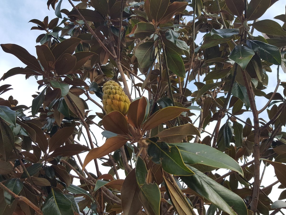 BermondseyTrees's tweet image. We crossed the frontier recently ... into Lambeth! We thought these Magnolia grandiflora in front of Lambeth North Station were a perfect fit for the location #RightTreeRightPlace @lambeth_council @TfL @TheStreetTree