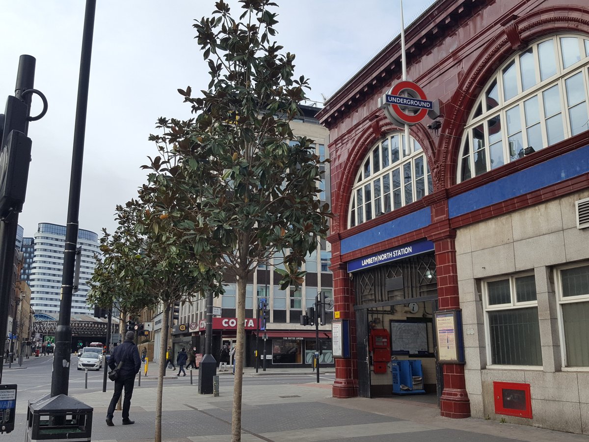 BermondseyTrees's tweet image. We crossed the frontier recently ... into Lambeth! We thought these Magnolia grandiflora in front of Lambeth North Station were a perfect fit for the location #RightTreeRightPlace @lambeth_council @TfL @TheStreetTree