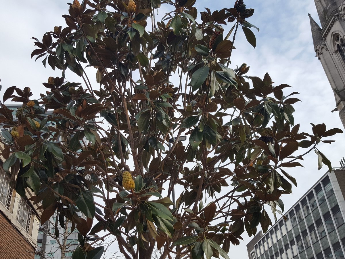 BermondseyTrees's tweet image. We crossed the frontier recently ... into Lambeth! We thought these Magnolia grandiflora in front of Lambeth North Station were a perfect fit for the location #RightTreeRightPlace @lambeth_council @TfL @TheStreetTree
