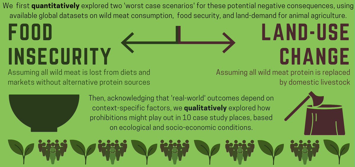(4/n) We used mixed-methods:Quantitatively explored global patterns in possible negative consequences via 2 hypothetical worst-case scenarios, using available (albeit limited) global data on game meat consumption from the GENuS databaseQualitatively explored 10 case studies