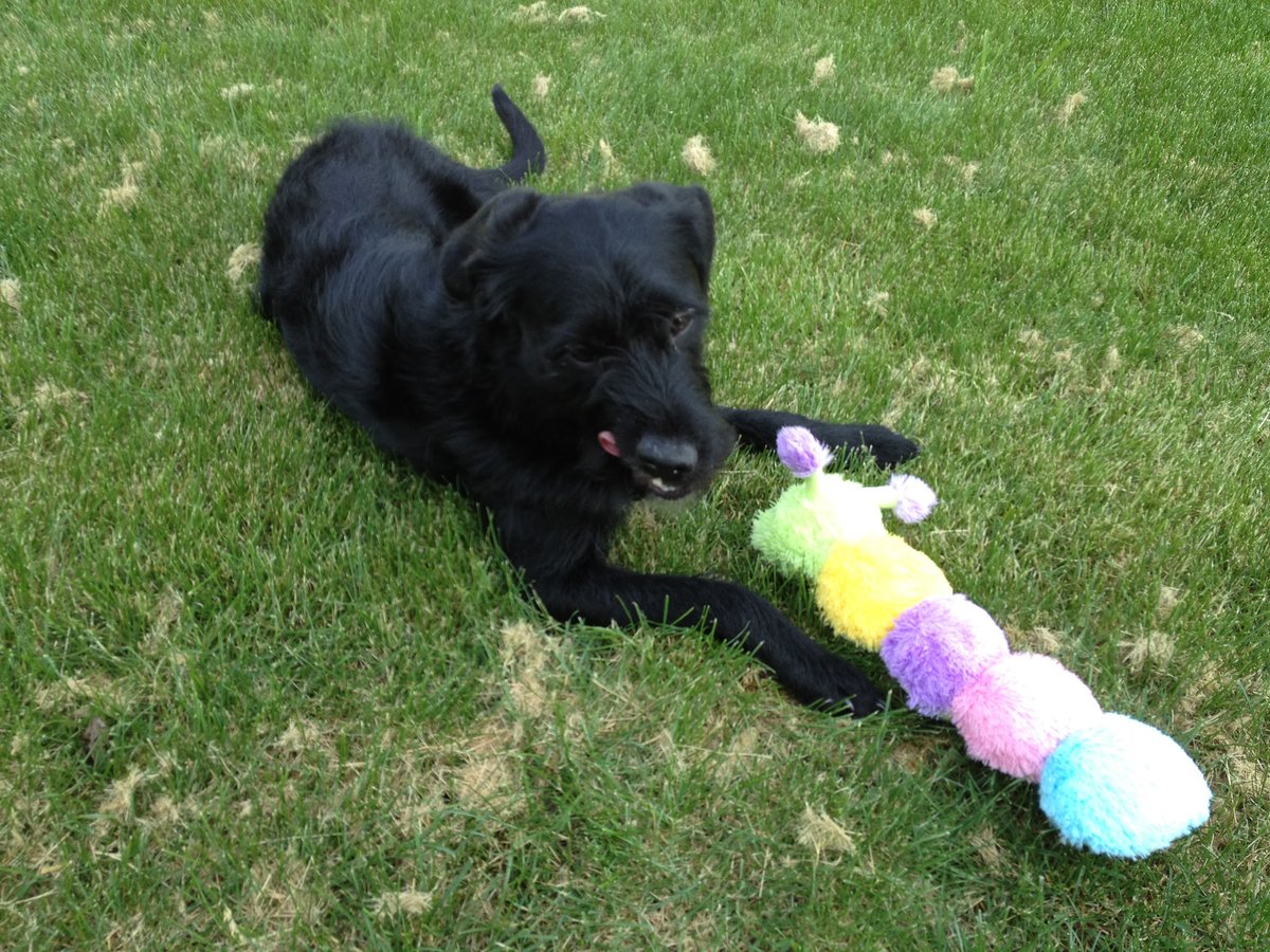 Sriram Mohan tweet media