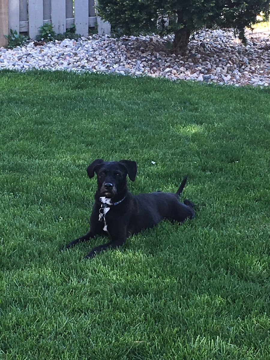 Sriram Mohan tweet media