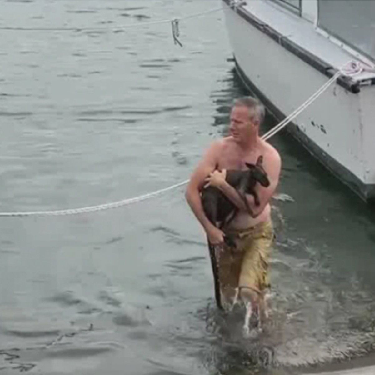 MMMCentralCoast's tweet photo. Central Coast Legend Saves Drowning Wallaby In Brisbane Waters >> https://t.co/fZsA0Ylmhw https://t.co/PoTFujMxkS