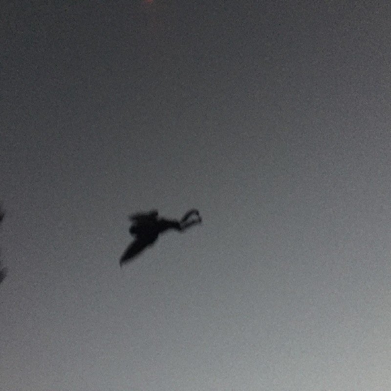 The legend of Mothman started in Point Pleasant, West Virginia but has since spanned worldwide. Theories run wild on what mothman could truly be and if his sightings could have a deeper meaning. Is Mothman evil and does his presence predict ominous events? Linktr.ee/Curlyconspirac…