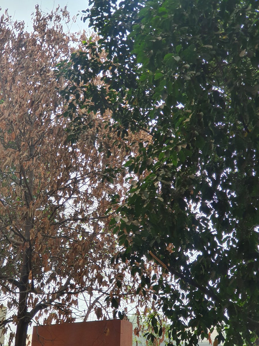 ViralGoswami5's tweet photo. So came across this group of trees, near to my gym and got huge impact.
Learned that if you are weak inside then there cannot be anything which can make you strong.
#StayBlessed 
#jayguru https://t.co/L2bQNFsXjm