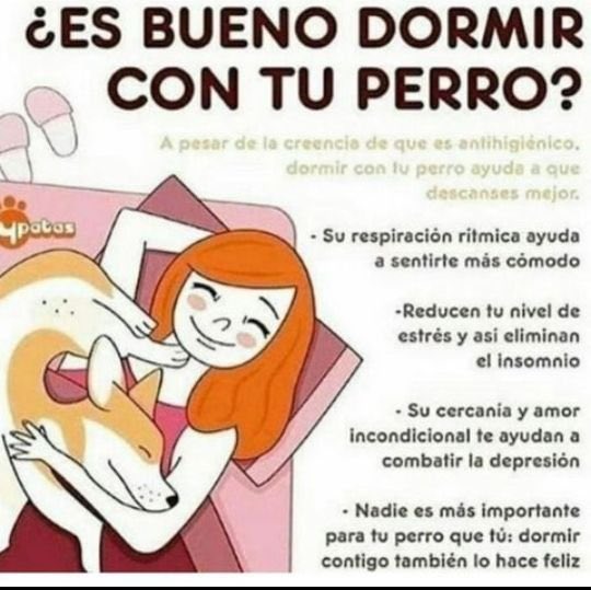 Lomitos Suavecitos tweet media