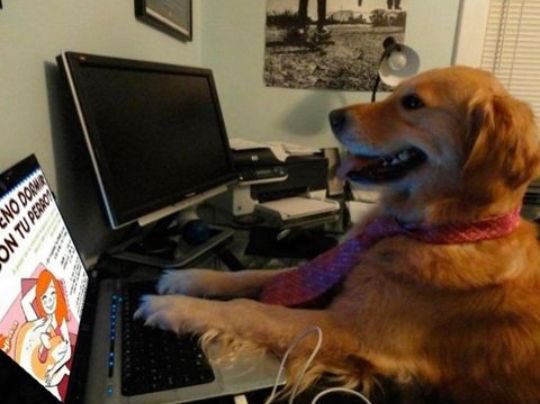 Lomitos Suavecitos tweet media