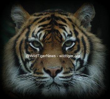 TrekkingTiger's tweet photo. Many thanks to those who have followed here, obviously with covid and other issues there's a lot of change, this account has been in hiatus but will be more active in a new direction soon.

Meanwhile if you truly care, please follow @WildTigerNews https://t.co/m9xMfb6bUL