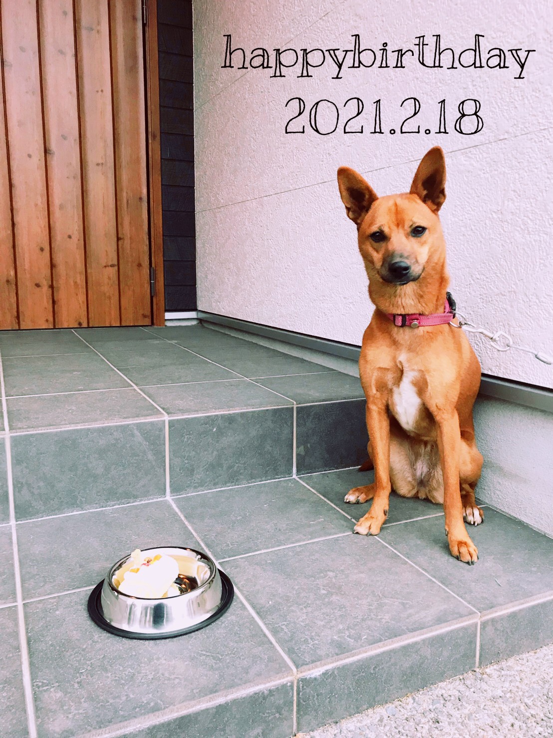 わさび うちの子 昨日で１歳になりました 犬用ケーキ 自分が子どもと食べたケーキの10倍 嫁よ 犬に金使う前に 俺にも 良いもの食べさせてくれ 屋久島犬 雑種 T Co Jnngi6jwen Twitter