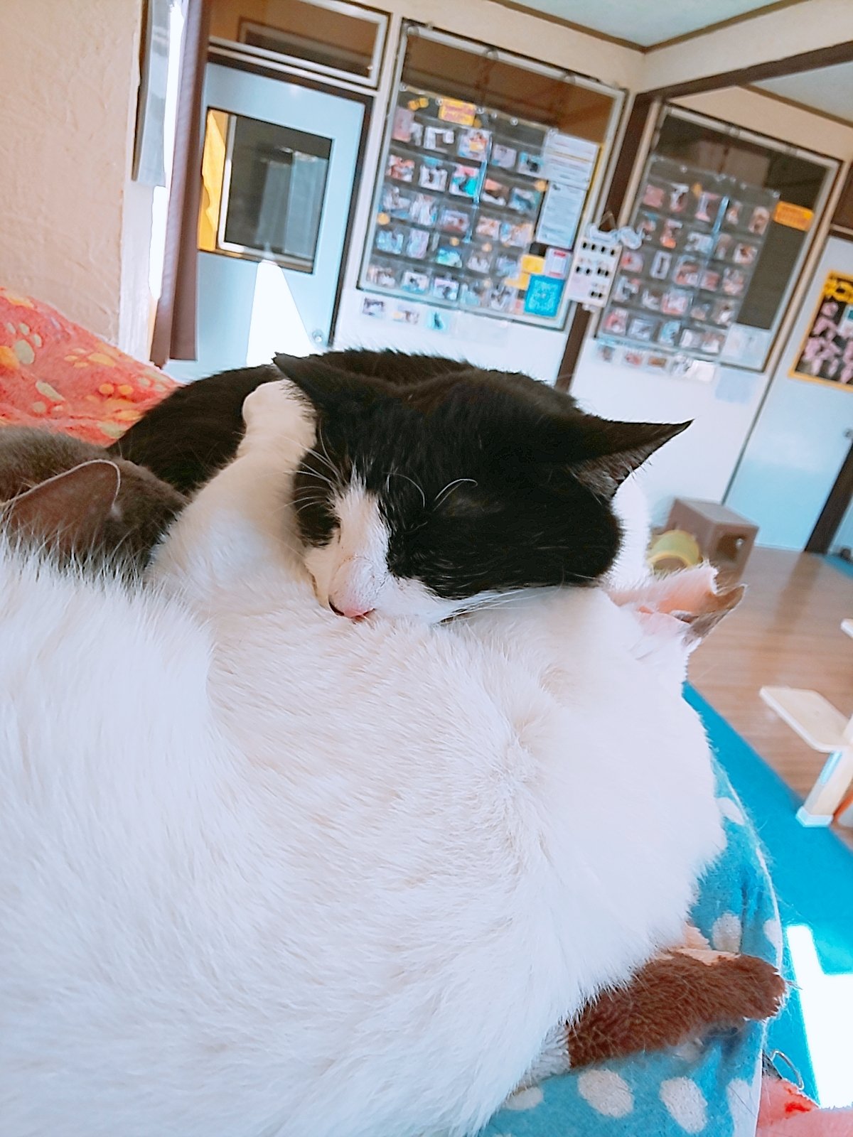 狭山市 猫カフェ Funnycat 男同士すんごいくっついて寝てる 猫カフェ 里親募集型 狭山市 ファニーキャット 猫 ねこ ネコ かわいい 癒し 西武新宿線 埼玉県 ふとん しいら カルビ T Co Rlvld2qqod Twitter