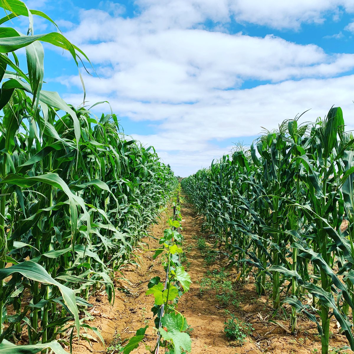 Farming_SA's tweet image. Double cropping. 🤔😏🤷🏼‍♂️
.
#double #cropping #doesitwork #farm #farming #plaas #agri #agriculture #southafrica #farmingsa