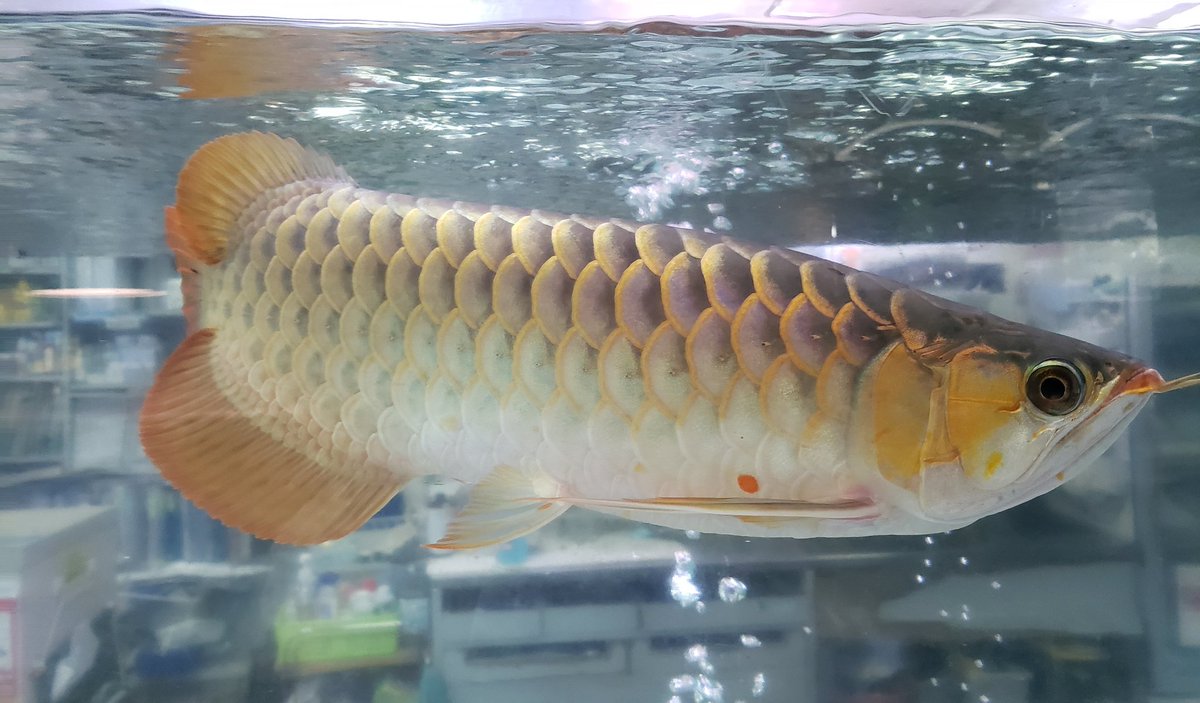 入荷生体紹介] 【アジアアロワナ スーパーレッド シャンレンファーム