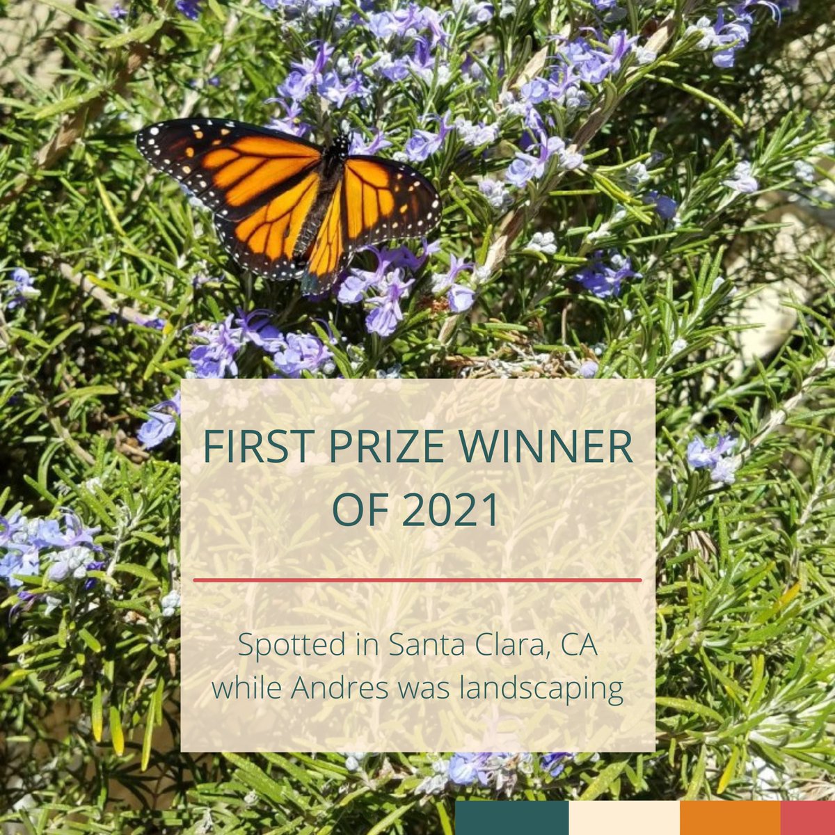 We’re stoked to announce our first prize winner of the 2021 season! Andres from Santa Clara. Andres was on a landscaping job when he saw a monarch on this rosemary plant! Thanks Andres for snapping a pic for us. 

They’ll be receiving a $50 gift card to REI! 

Keep your eyes out!
