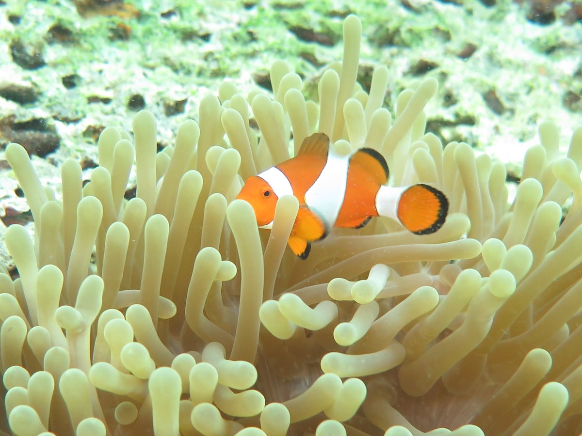 masayurahmia's tweet photo. While conducting an assessment of sea bamboo and giant clam in Bima, scientists from @RISET_JATILUHUR found a hidden clownfish around sea anemone... just like watching Finding Nemo filmπ#TW2016 #wonderfulIndonesia https://t.co/GPVx78Work