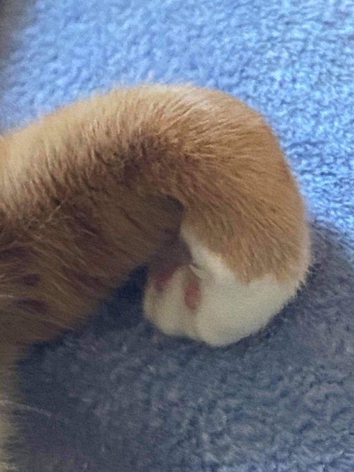 Just some toe beans https://t.co/pyuL8TobiS