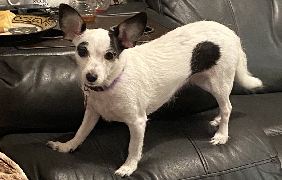 Nikumatic's tweet image. maybe you can eat pierogis .. if you look directly away from pierogis so they don’t notice you