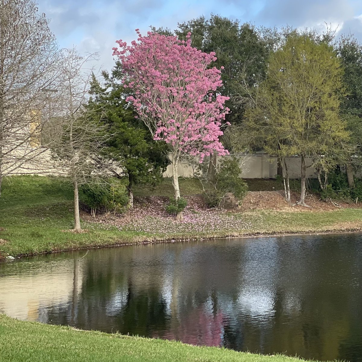 gary_rice's tweet photo. My granddaughter pointed out this pink tree this morning in Orlando; basically our form of Spring. I believe this is a Tabebuia tree, also known as the trumpet tree. There are several varieties; some are brilliant yellow, and some are blue. Beautiful! https://t.co/vXOgtEkGES