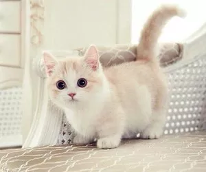 wildforwyld's tweet photo. #CatsForDMin i have no pics of my cats butlook :3 https://t.co/0ksTAFkA8v
