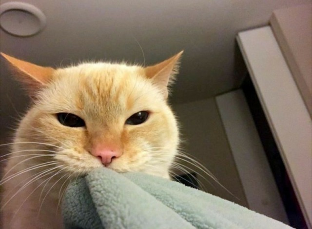 wildforwyld's tweet photo. #CatsForDMin i have no pics of my cats butlook :3 https://t.co/0ksTAFkA8v