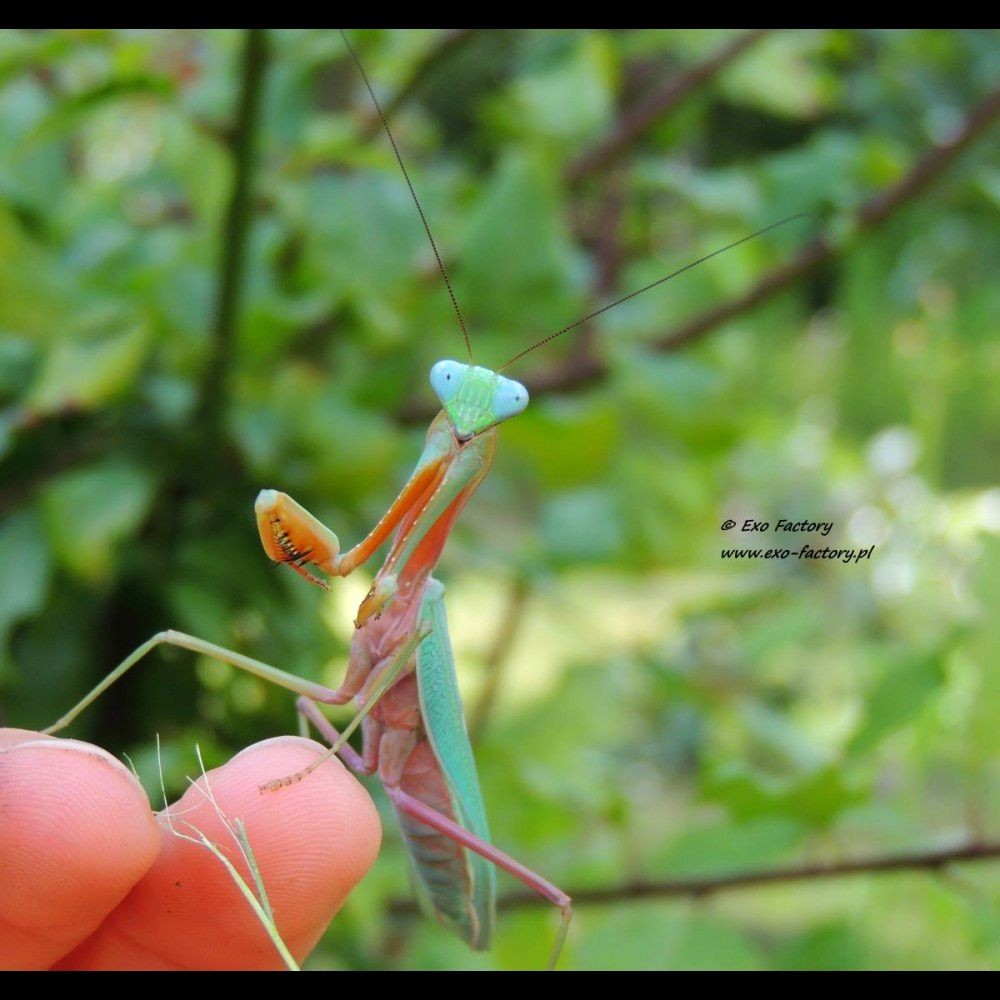 plumepenchant's tweet photo. hierodula blue
a pretty lil guy!!! love the colors 🥺🥺
comms open!
#furryart #furry #furryartist #mantis #anthroart #anthro #mantisfurry #bugfurry #insectfurry #insectcharacter #bugcharacter #bugoc #art #cute #artistsontwitter #digitalart #oc #adopt https://t.co/mx7p1mk7iX